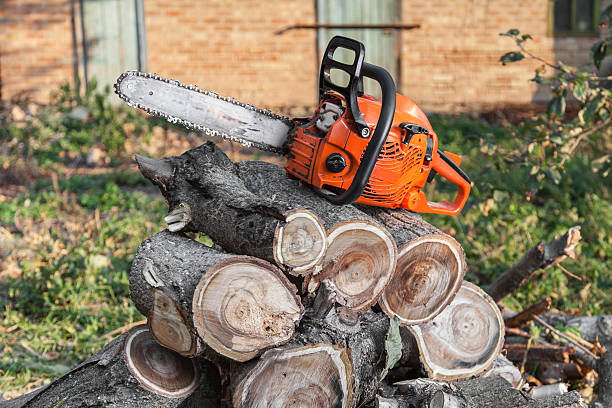 Best Tree Removal Cost  in USA